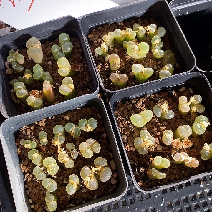 23304。    一盒粉樱花。