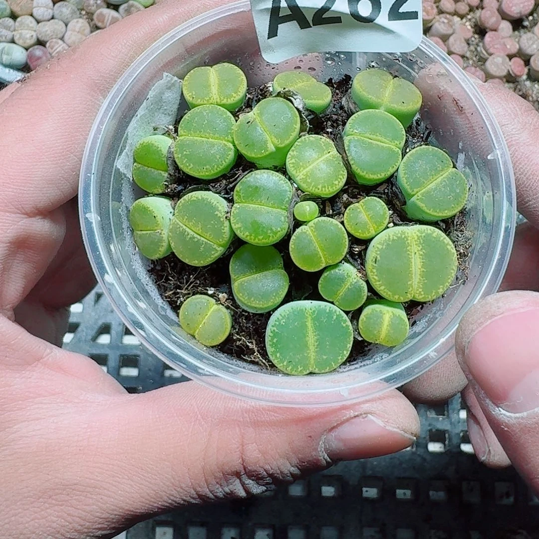 262 多肉植物多肉植物