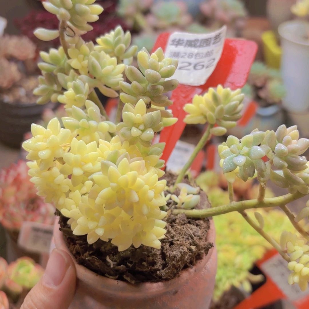 7262（28包邮姬秋丽锦）