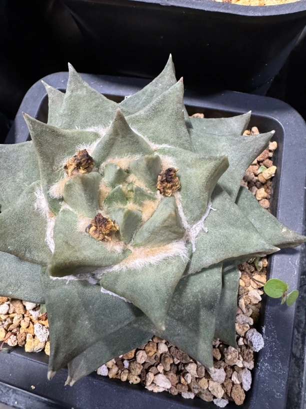 大叶龙牙牡丹，自根多年，友情链接