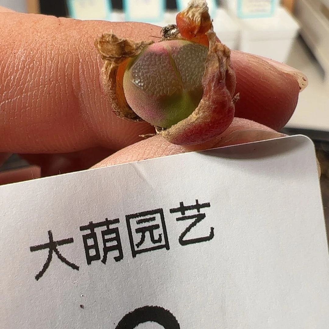 00002 一物一拍……