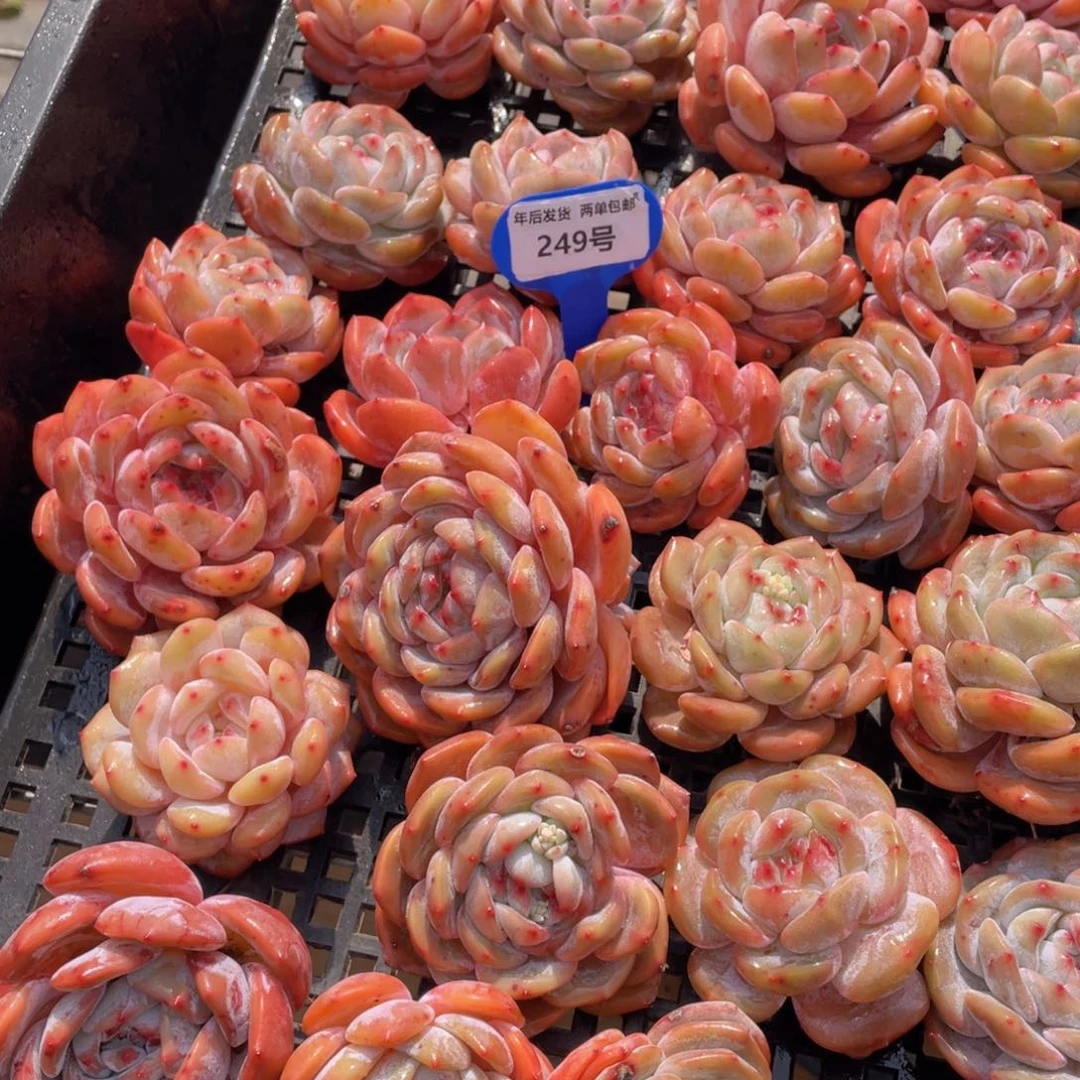 249号全状态福利石榴籽梦露单头起两个尾货