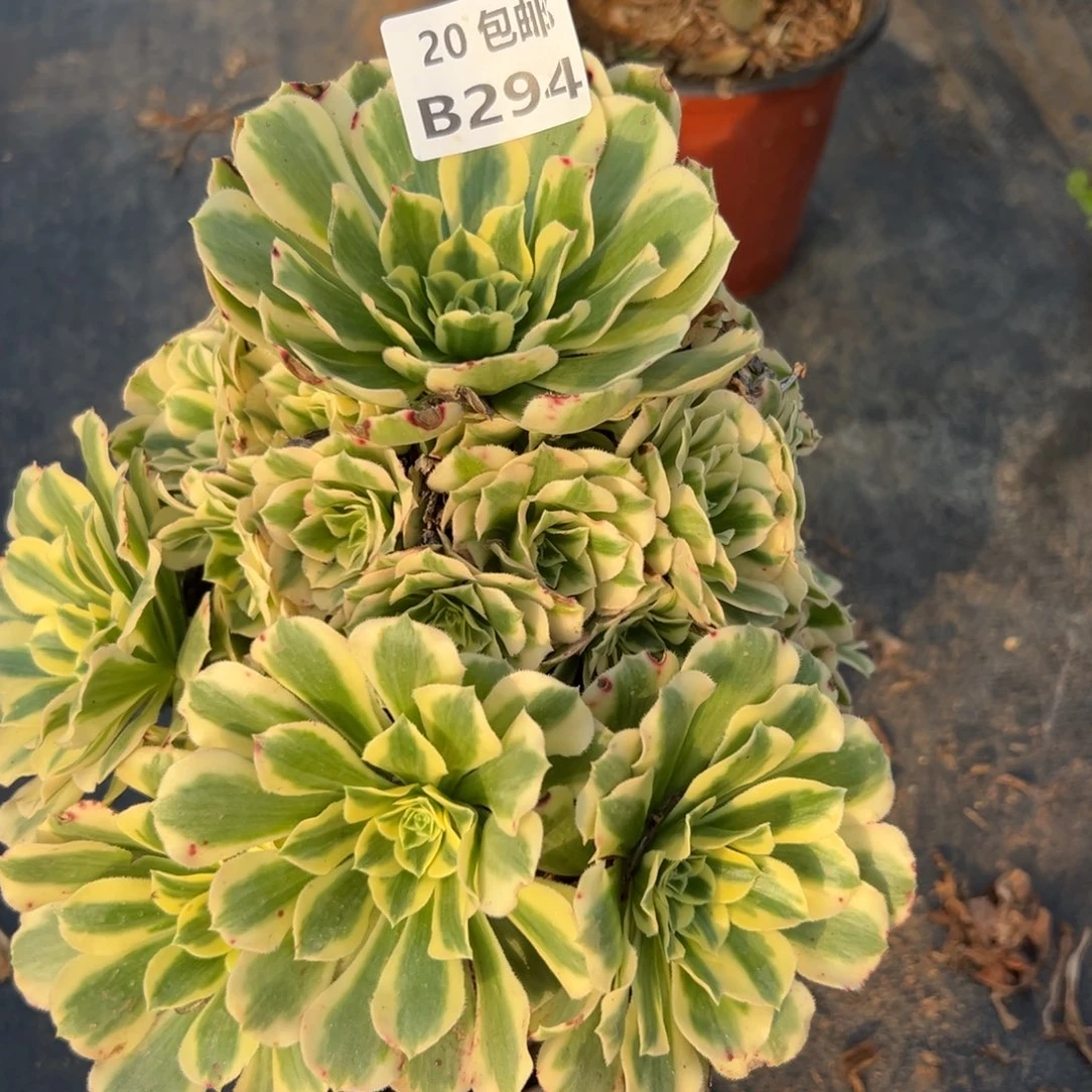 294迈巴赫，多肉法师