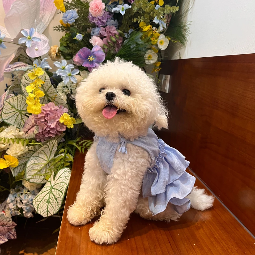 夏秋新款爱心吊带比熊泰迪狗狗蛋糕裙子蝴蝶结短款随机订单送发夹