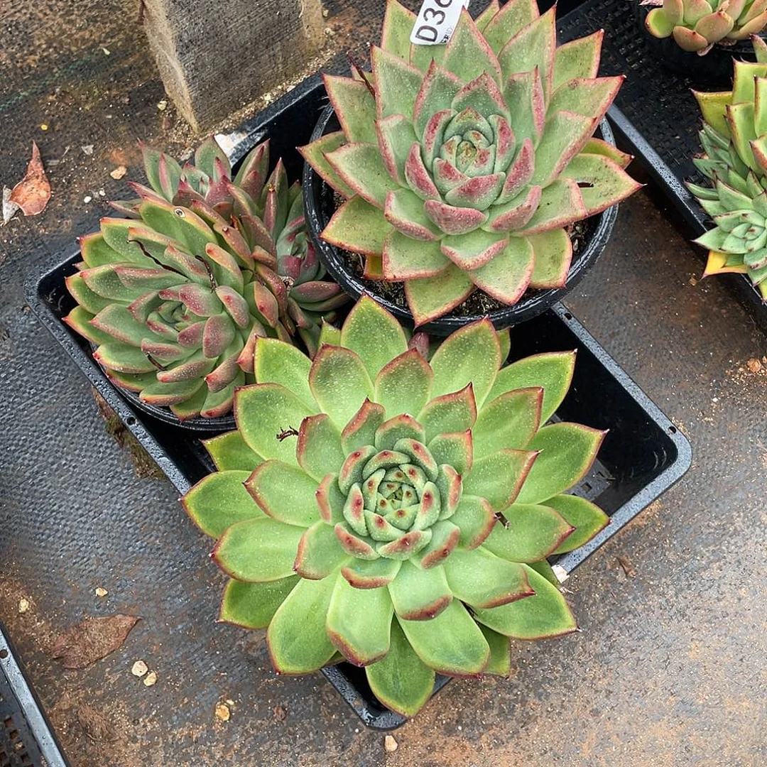 若如东云组拍D361
