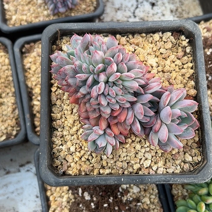 黑曼巴群生缀化多肉