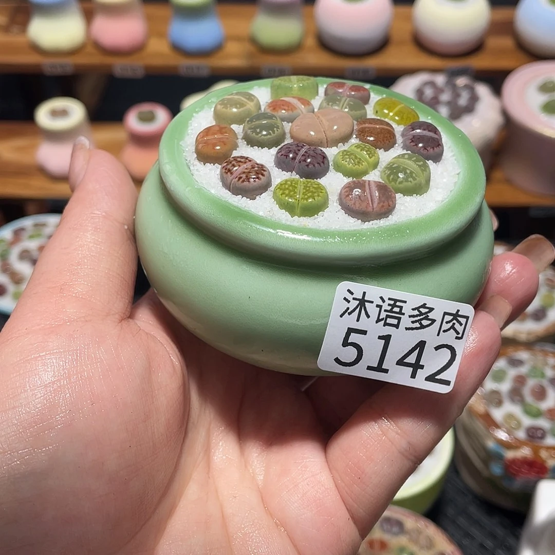 带盆土植物 一物一拍5142盆微瑕