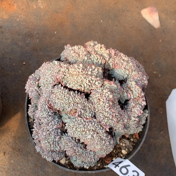 463姬莲缀一物一拍多肉