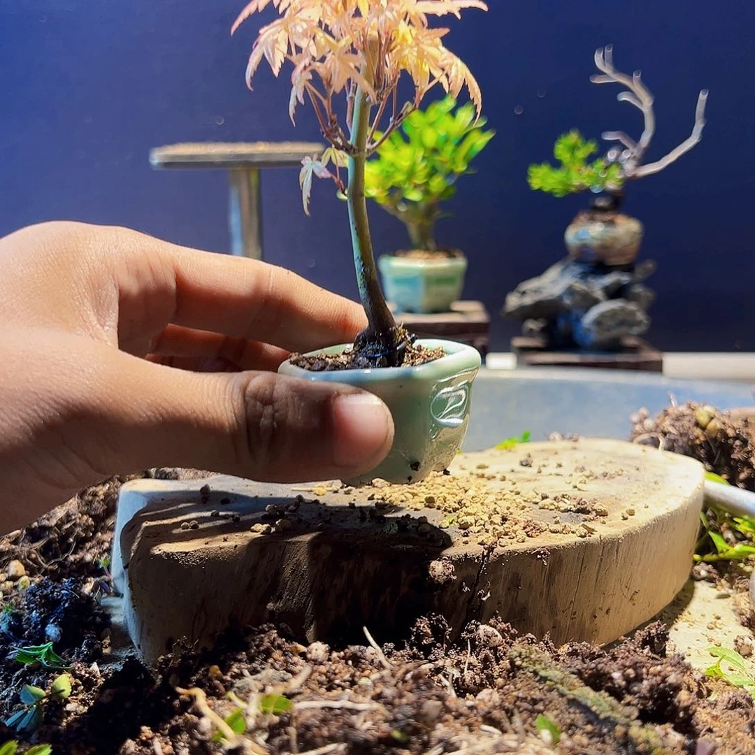 盆景11111111111111111