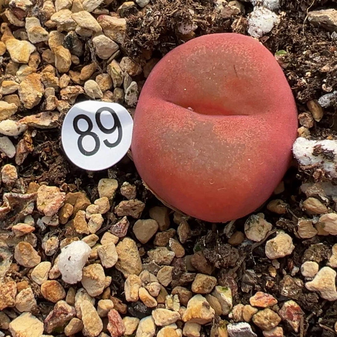 多肉植物11111111111111