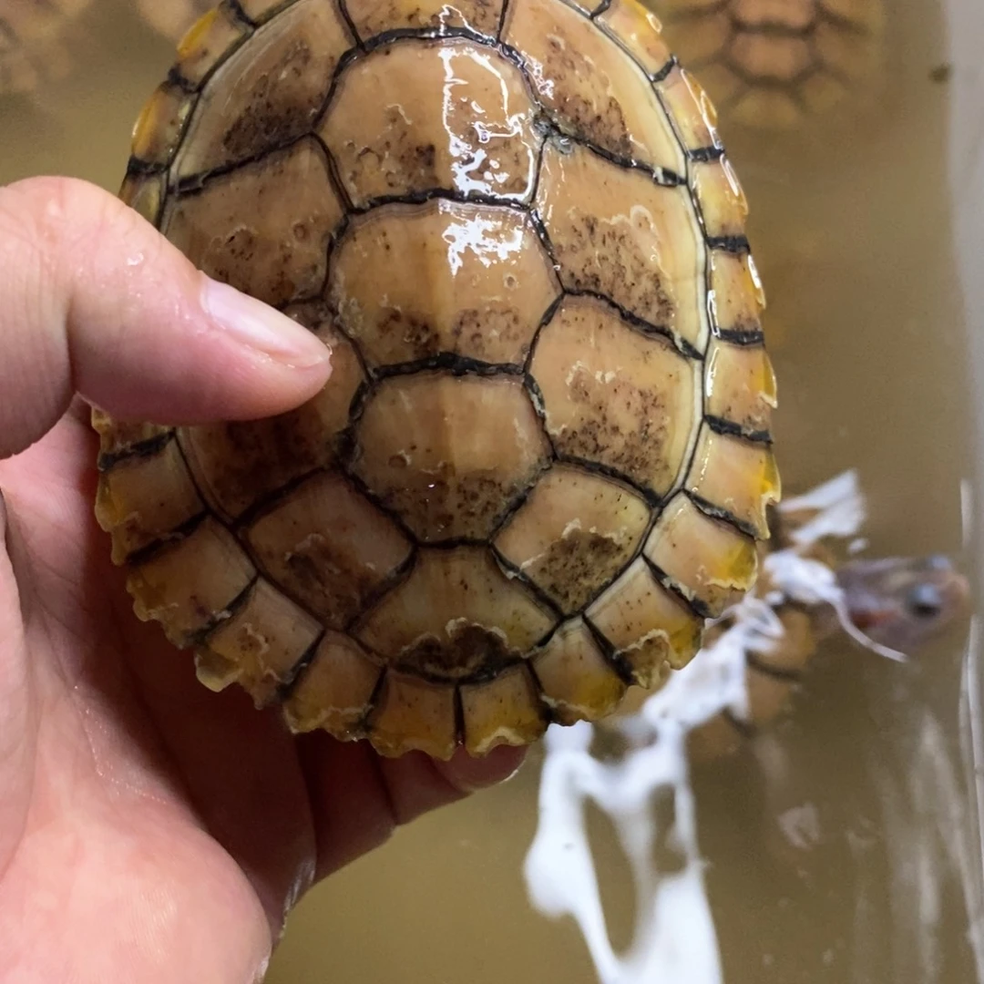 绿毛龟母果冻一个