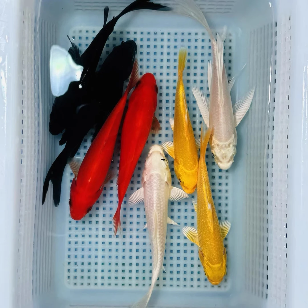 【8条】11-14cm冷水鱼包邮 八方来财