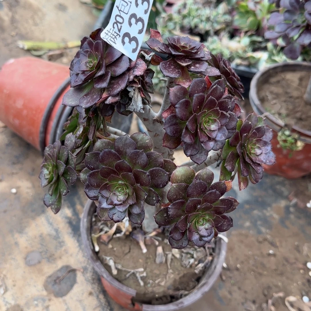 灰法师333满20包邮断枝不包