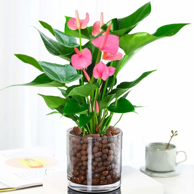 红掌粉掌带花白掌盆栽花卉绿植水培一帆风顺室内好养植物四季常青
