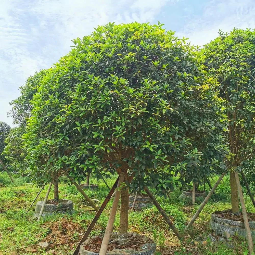 精品八月金桂丹桂四季桂花树多种桂花品种可选