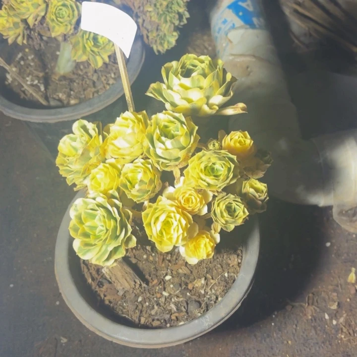 云南迈巴赫法师多肉17号