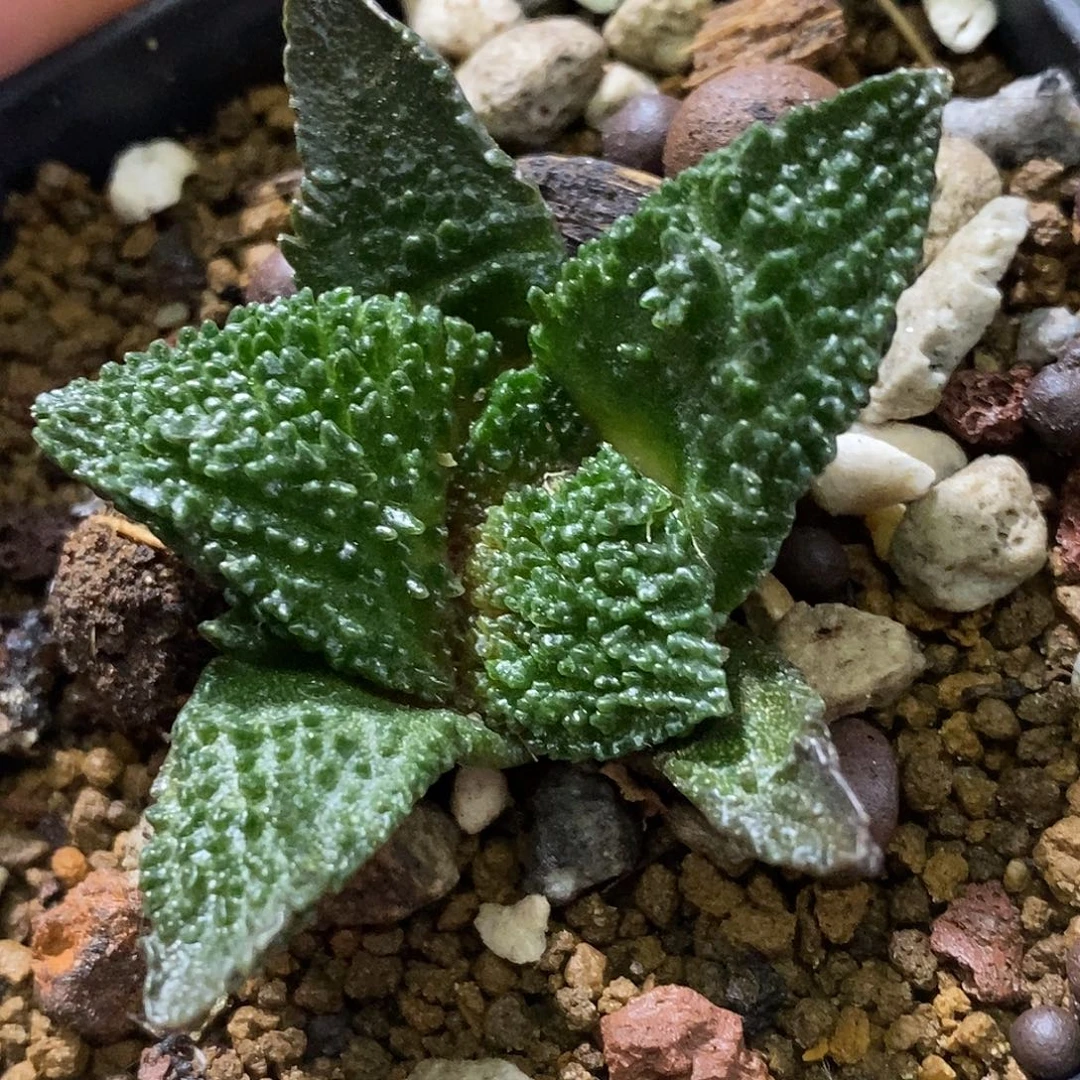 孤品实生特选株极致菜花哥斯拉牡丹4.7cm