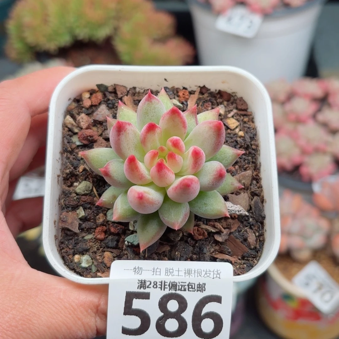 虞美人无盆土发货