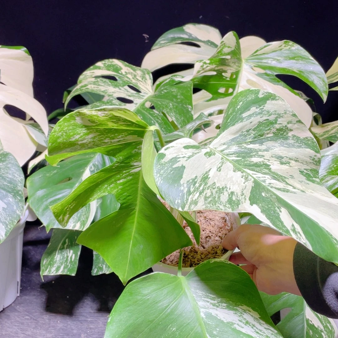 完全开放014白龟不包蕉叶和叶损