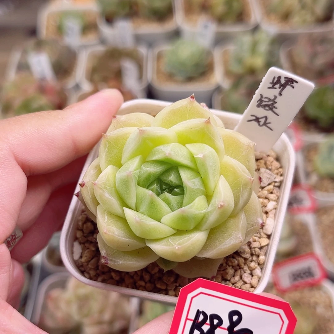B895 一物一拍 珍妮放漏18包邮