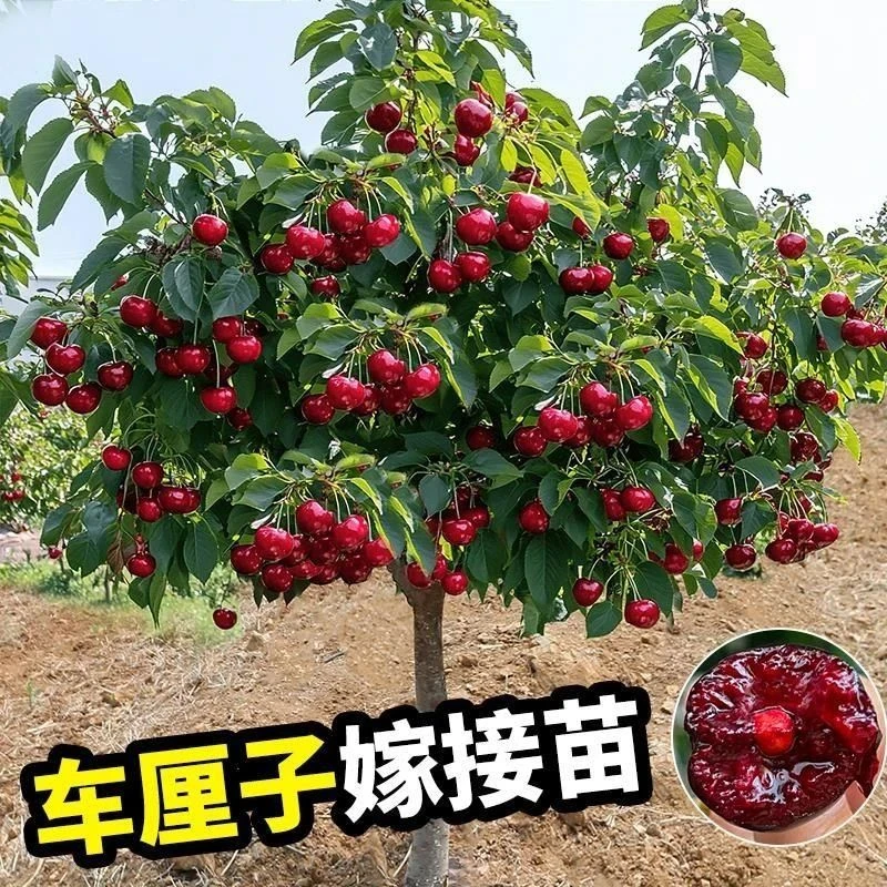 车厘子树苗樱桃树苖南方北方种植盆栽庭院果树矮化樱桃树大樱桃苗