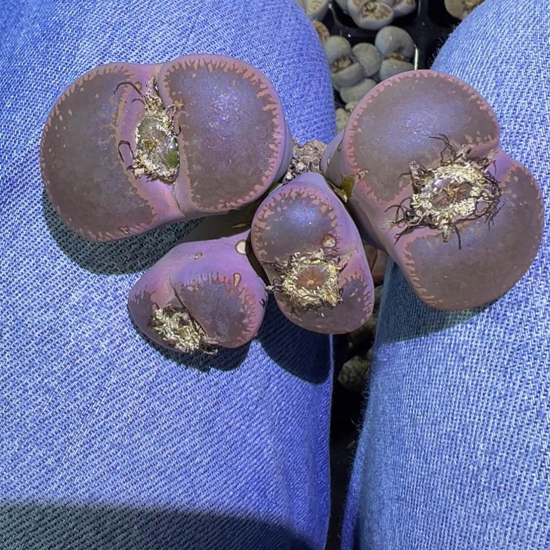 663 一物一拍，默认有伤，介意勿拍，不退不换