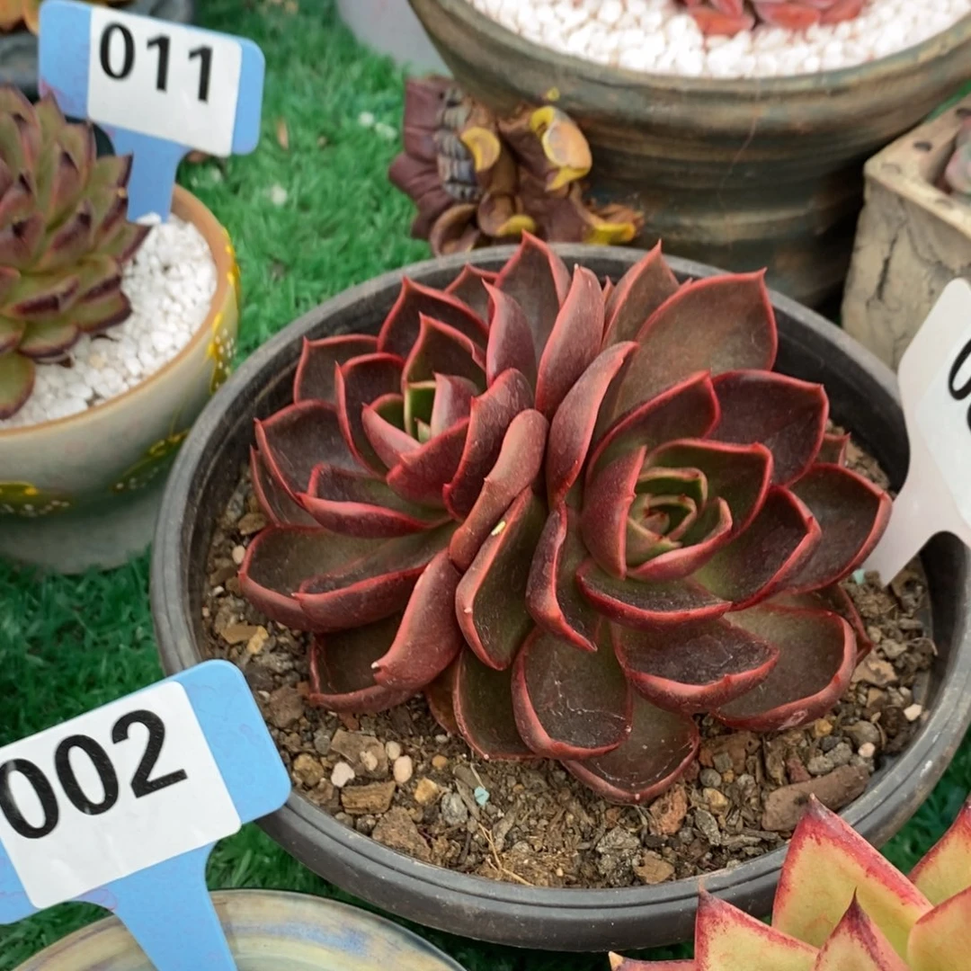 红灯多肉植物盆栽