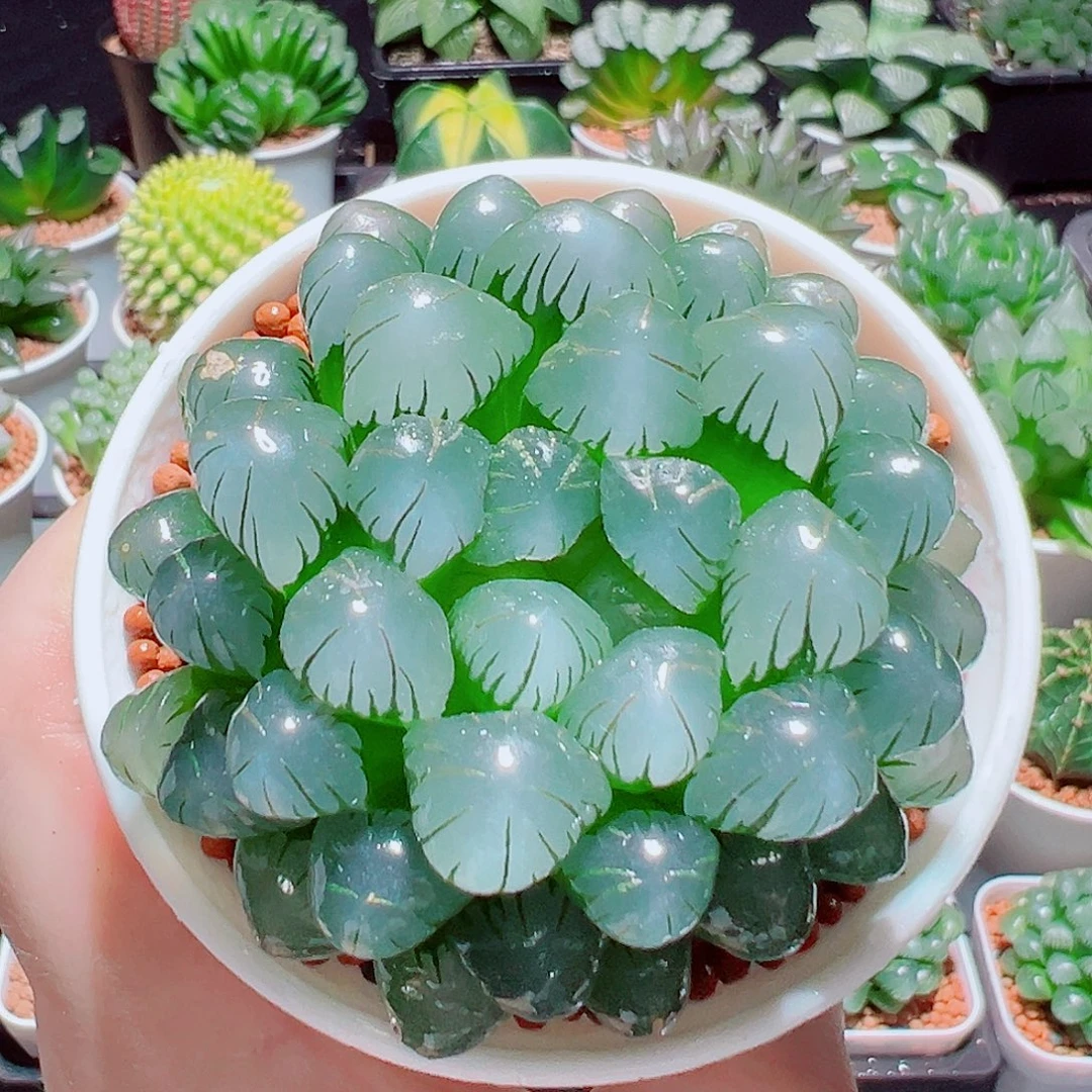 大冰灯玉露多肉多肉多肉