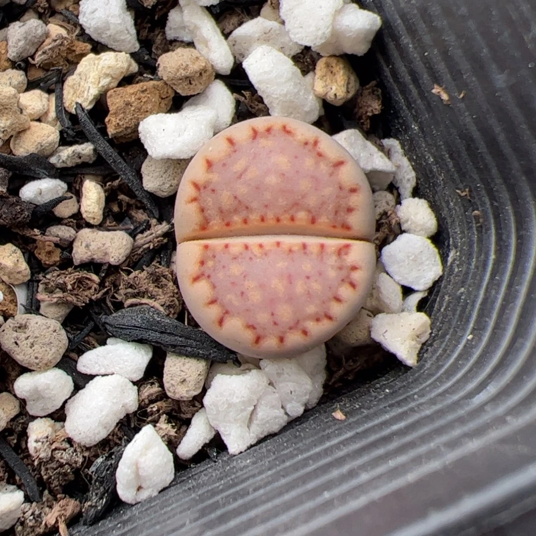 0247号饼干 多肉植物