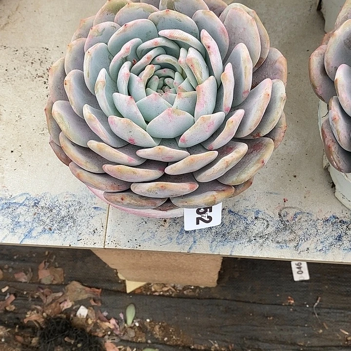 是***呀452橙子多肉植物多肉