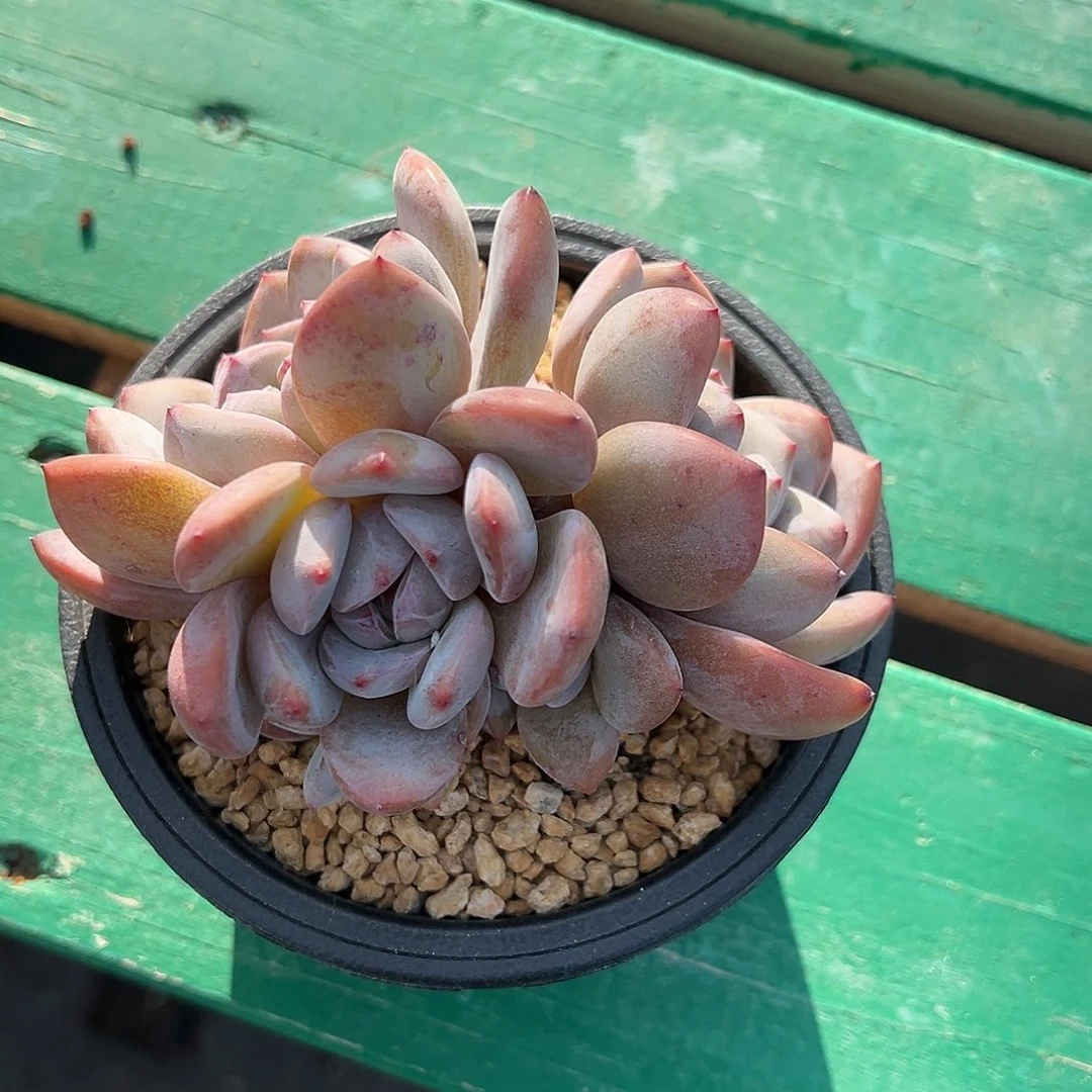 W****啊石榴籽星影小树福利