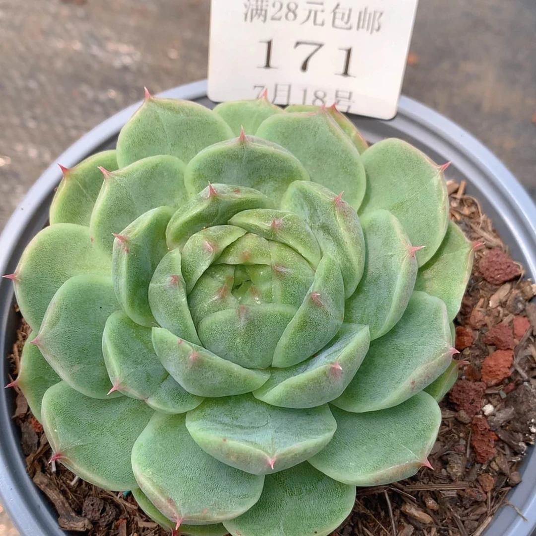 【闪购商品】云171号