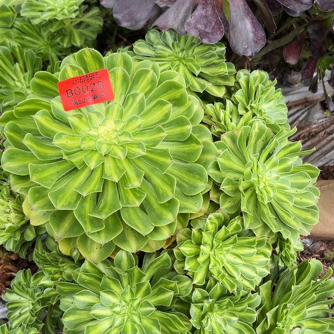 0025多肉植物知否