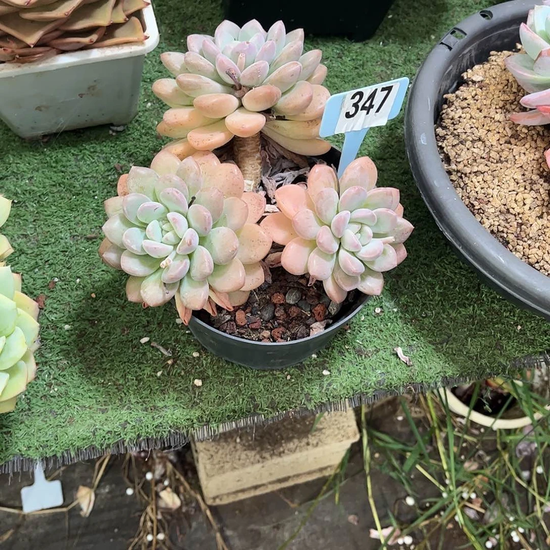 小***蜜白路多肉植物保护研究所347