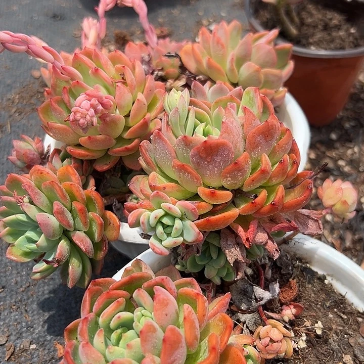 无花朵甜橙2盆。