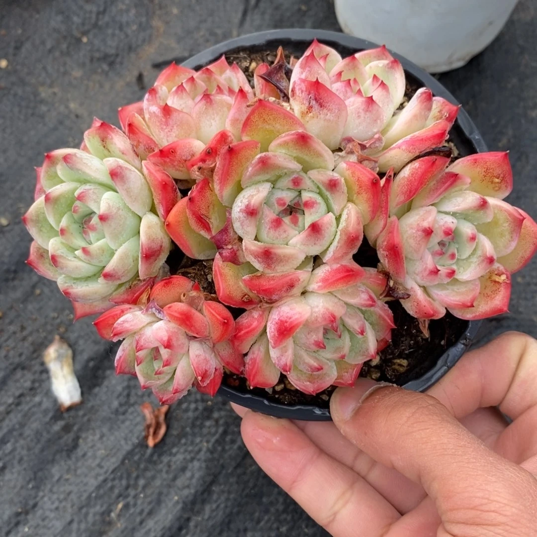 一物一拍多肉植物-卡杂