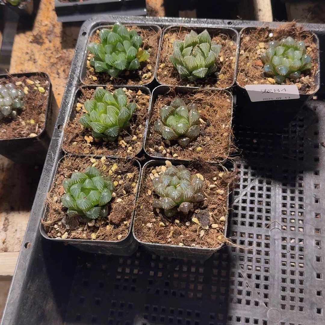直播福利一物一拍84