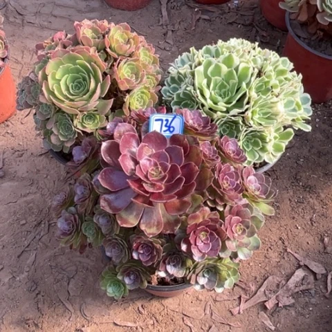 736多肉植物组合，