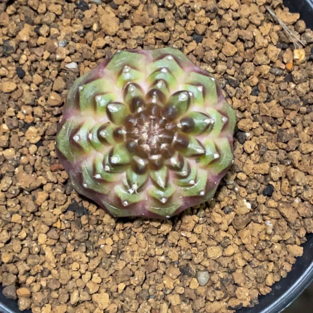 当前无花朵，栽培后可花朵黑珍珠
