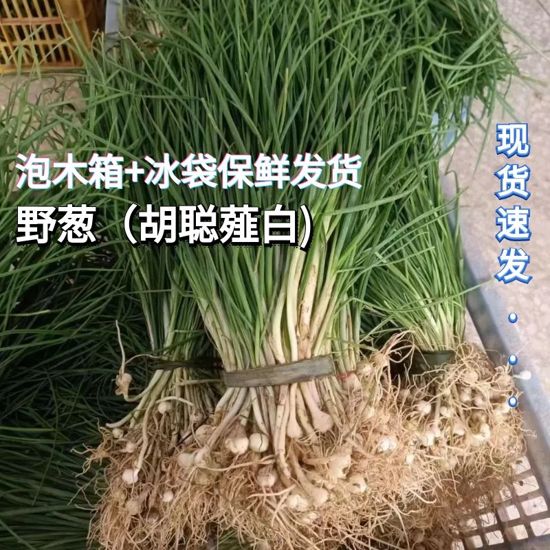 湖南新鲜野葱野菜现挖湖南小根蒜胡葱沙葱当季香葱苦非藠头薤白