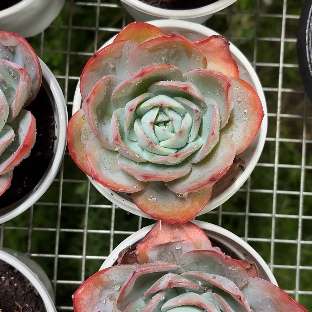 布鲁蓝大单头11㎝盆参考