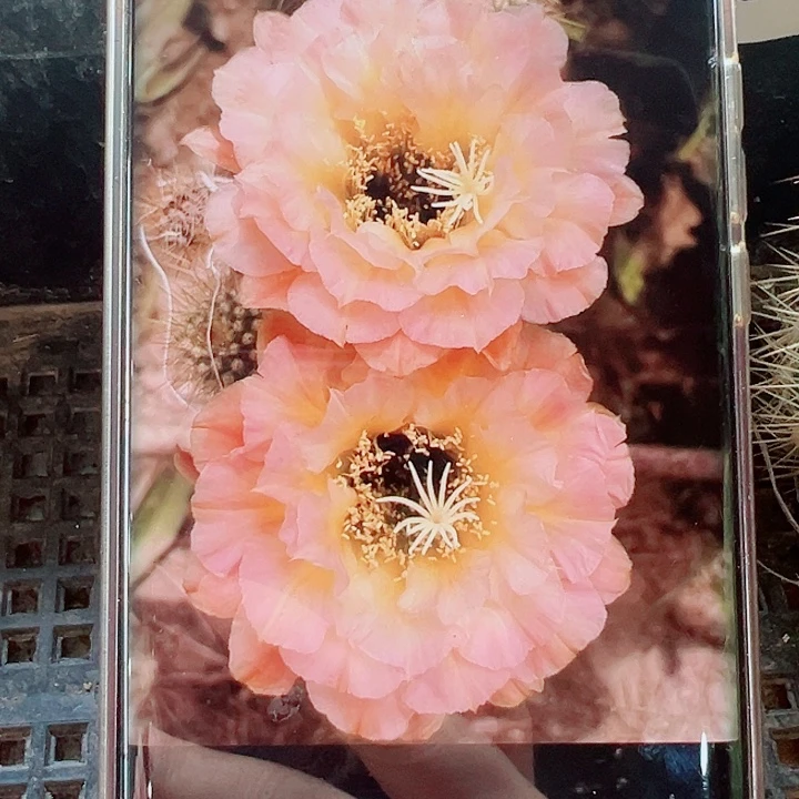 毛花柱3-61侧芽拍一发二