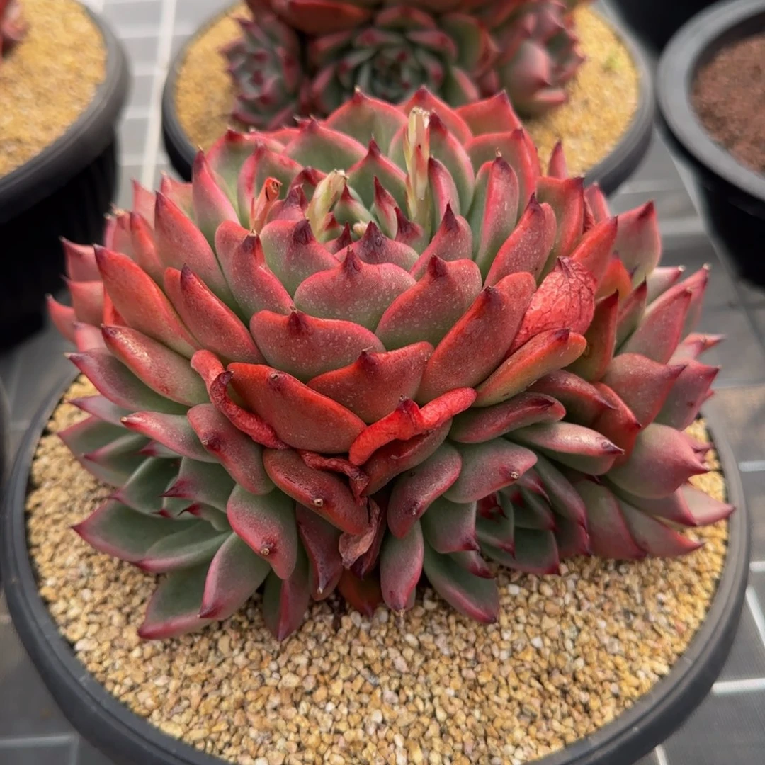 从前慢花园精选多肉加西亚