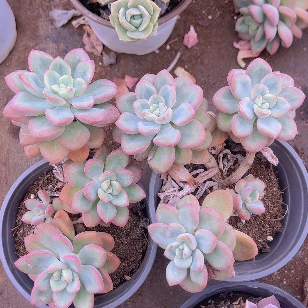 安妮二盆多头精控