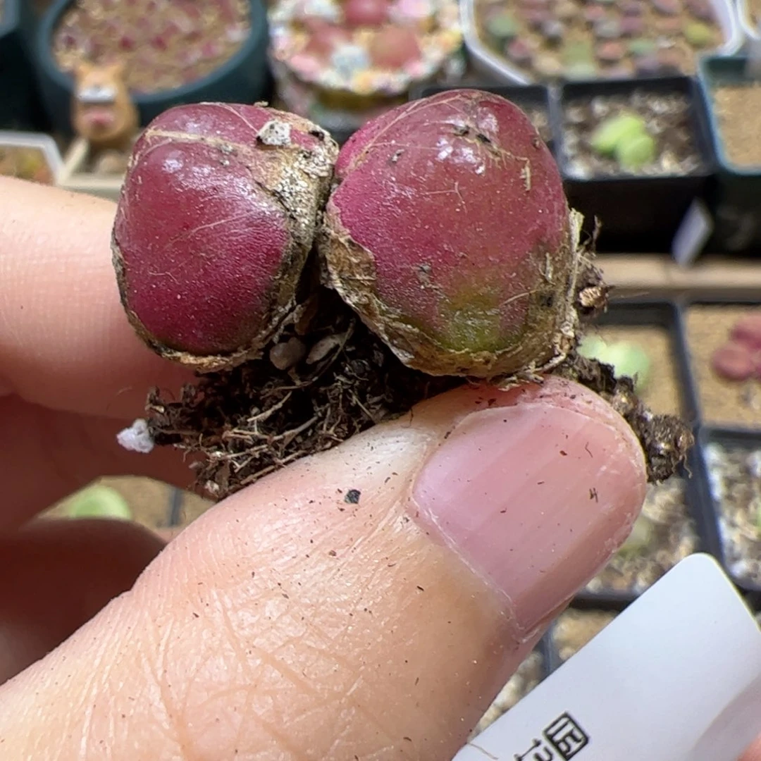 【闪购商品】16 开播福利