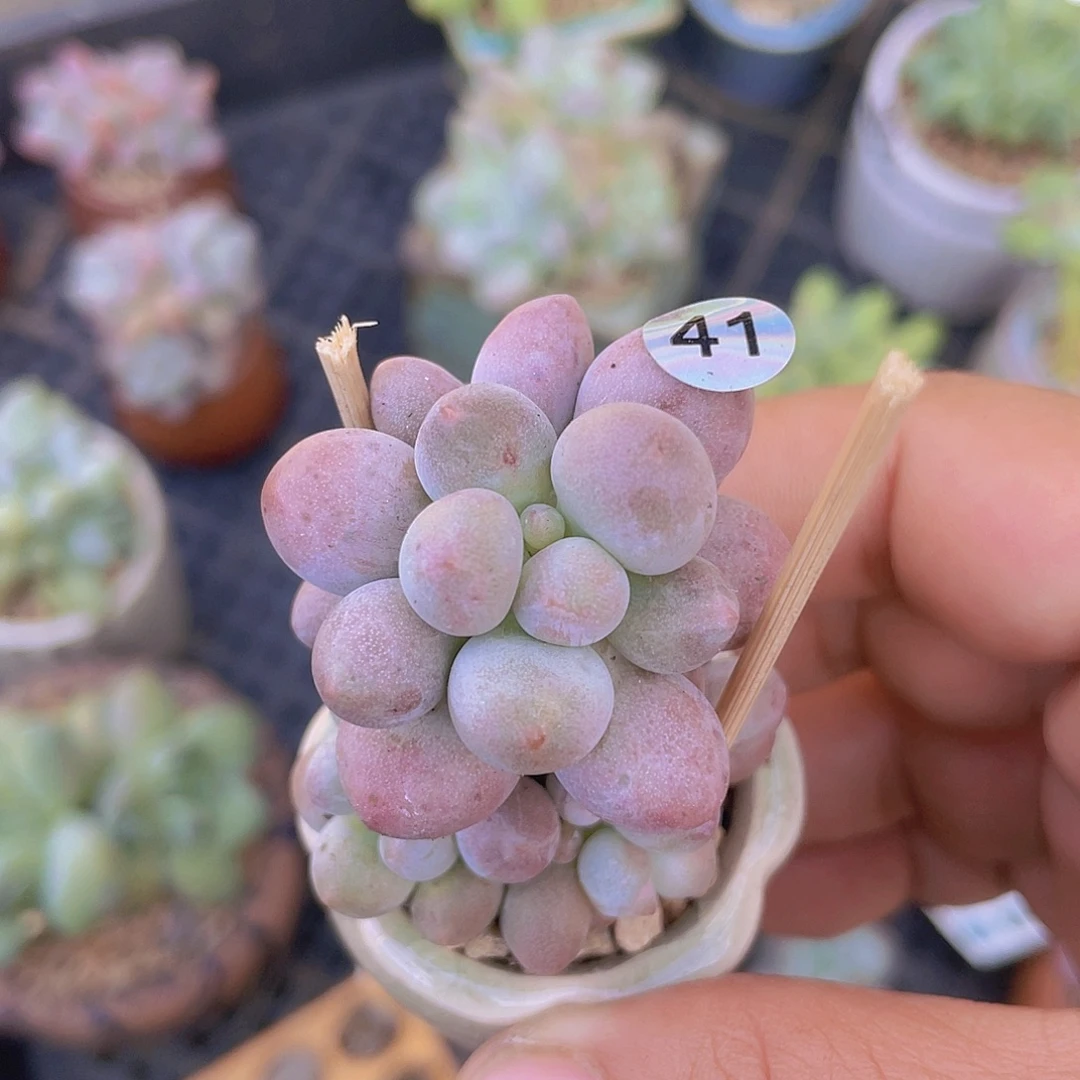 奶尖多肉植物多肉