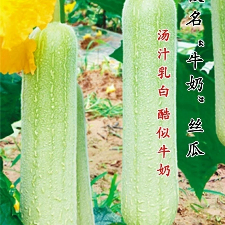 【苞出芽】【厂家直销】牛奶丝瓜种子白玉种籽早熟高产菜种四季秋冬种