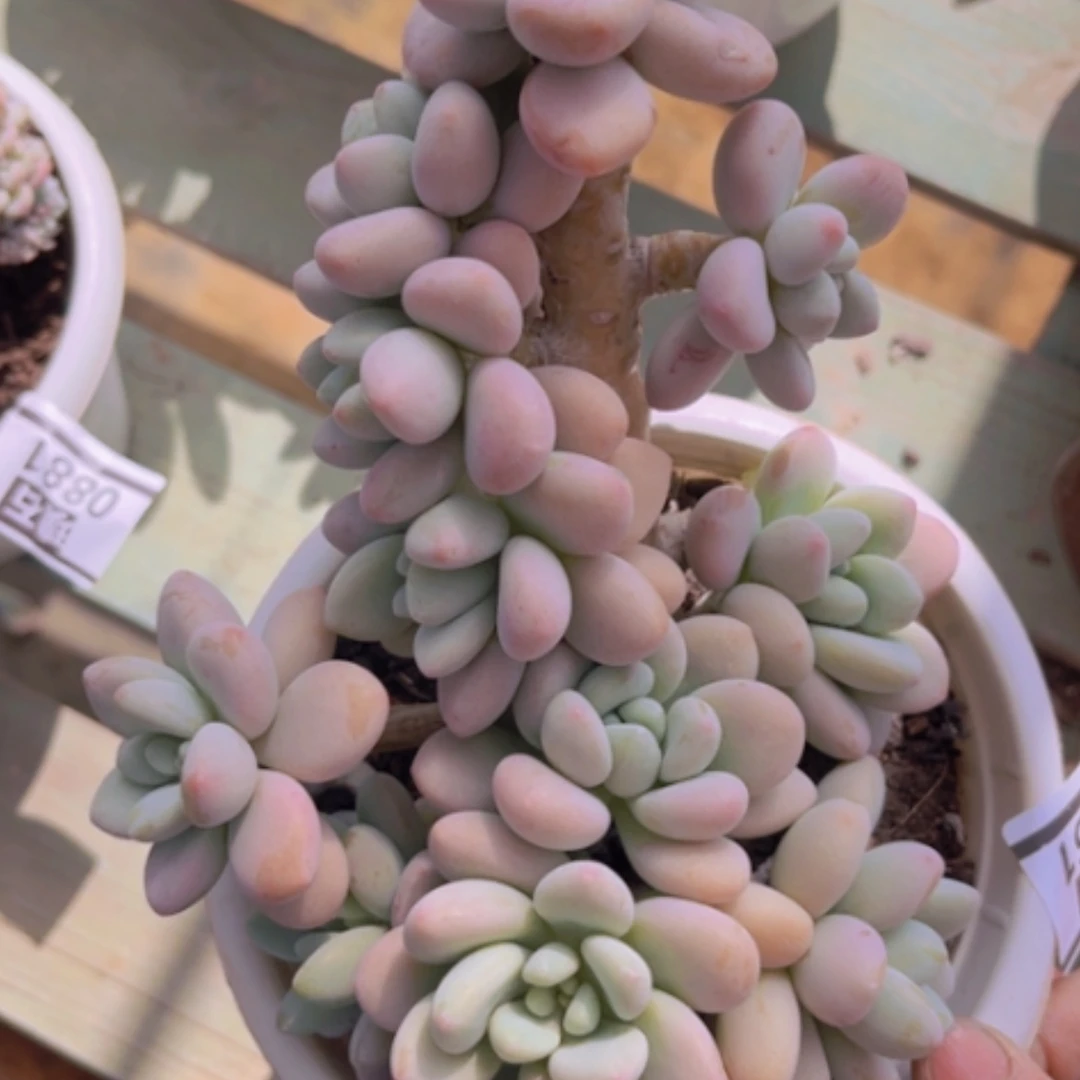 【闪购商品】香水洛神08161