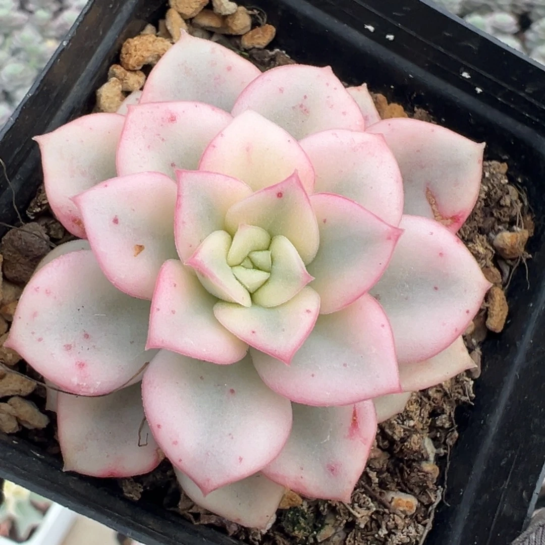 妮可莎娜锦，覆轮锦