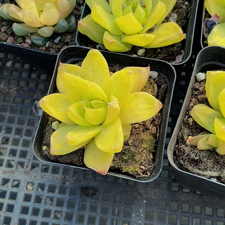 7方大黄金玉露带盆